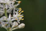 Coastal false asphodel